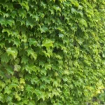 Vertical Green Walls