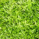 Premium Natural Lawns